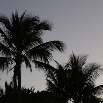 Tall palms silhouetted against the sky at dusk