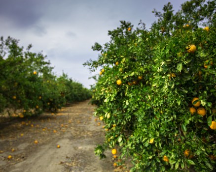 California Orange Grove